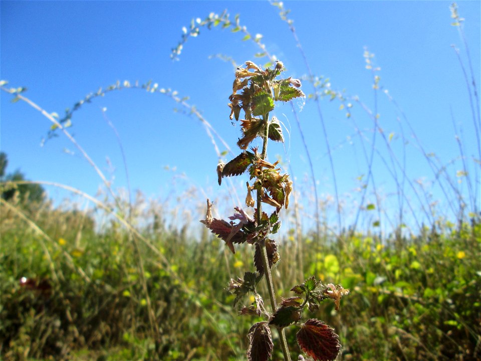 Schwarznessel (Ballota nigra) an der Böschung der A61 im Landschaftsschutzgebiet „Hockenheimer Rheinbogen“