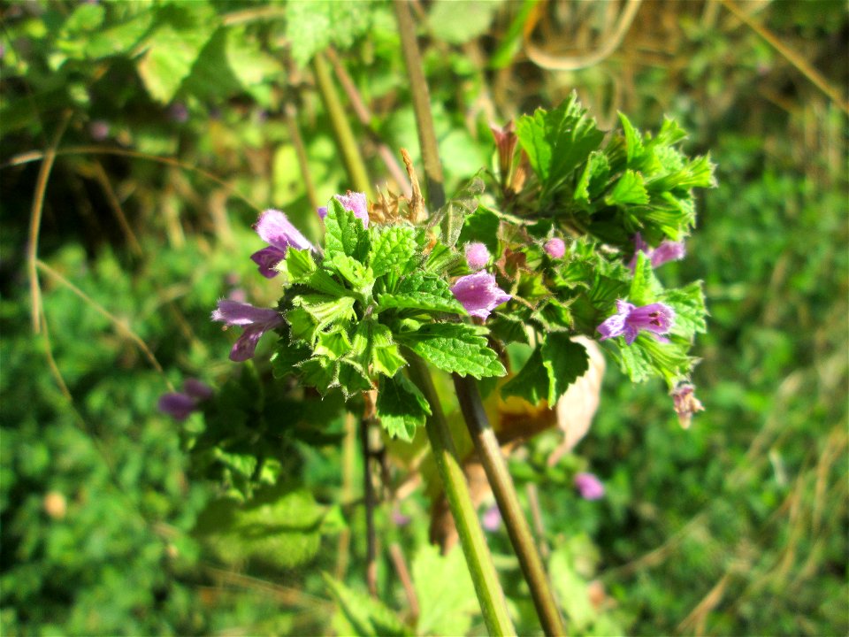 Schwarznessel (Ballota nigra) im Naturschutzgebiet "St. Arnualer Wiesen"