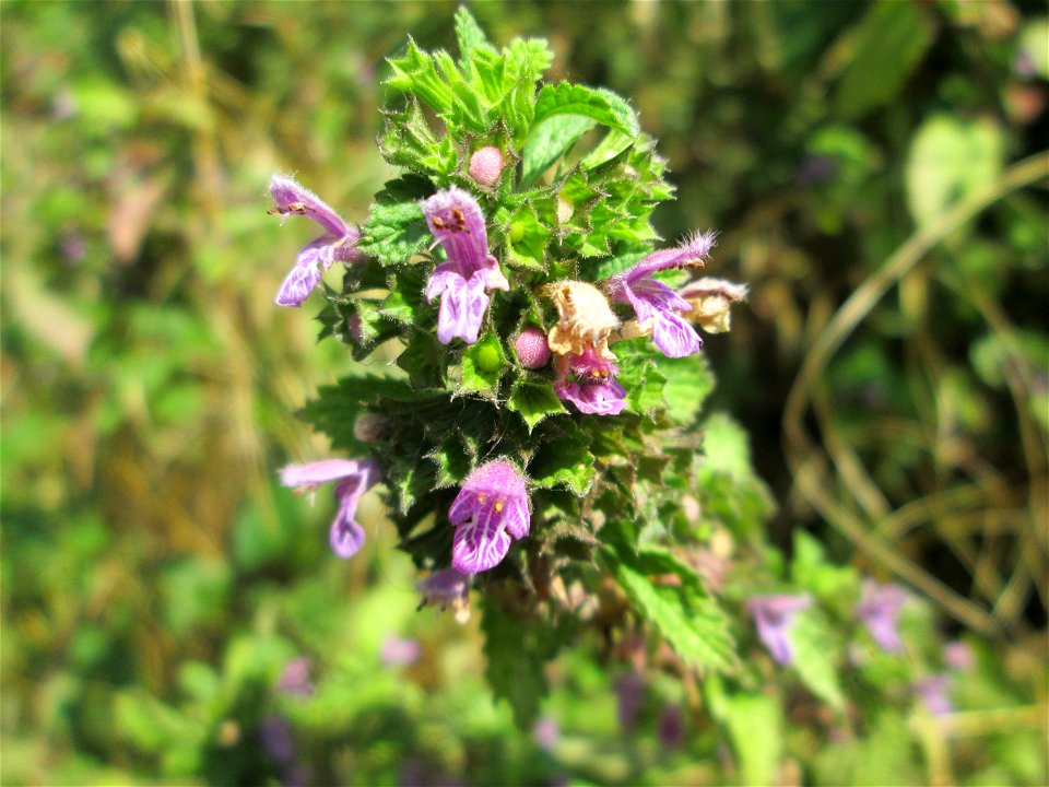 Schwarznessel (Ballota nigra) im Naturschutzgebiet "St. Arnualer Wiesen"