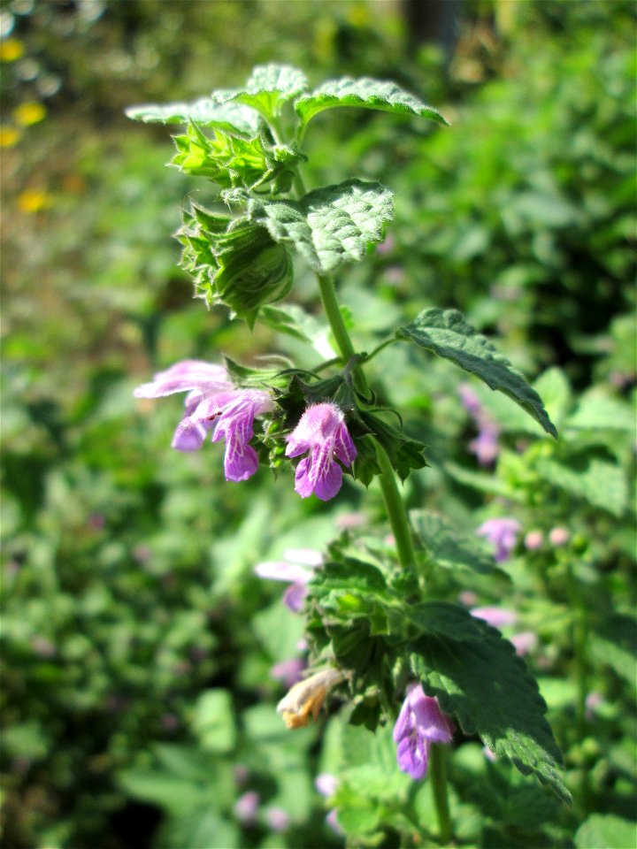 Schwarznessel (Ballota nigra) in Eschringen
