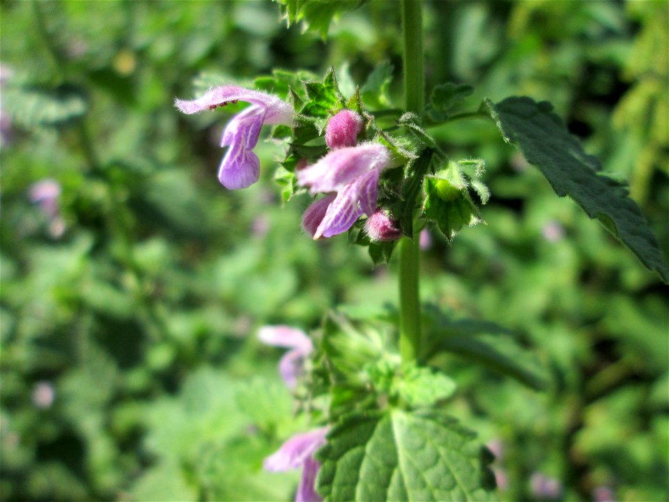 Schwarznessel (Ballota nigra) in Eschringen