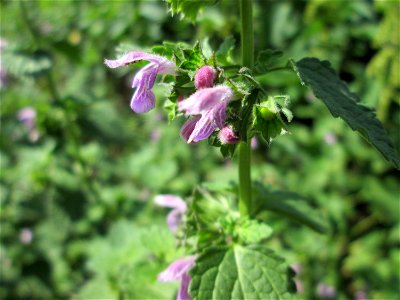 Schwarznessel (Ballota nigra) in Eschringen