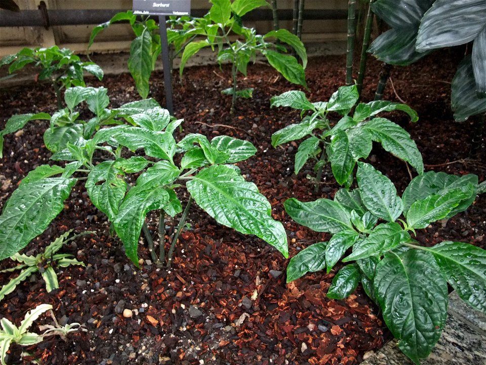 A photograph of Clerodendrum quadriloculare.