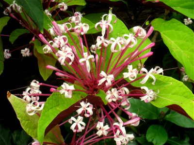 Clerodendrum quadriloculare. Hong Kong Park Conservatory in Hong Kong Park, Hong Kong. photo