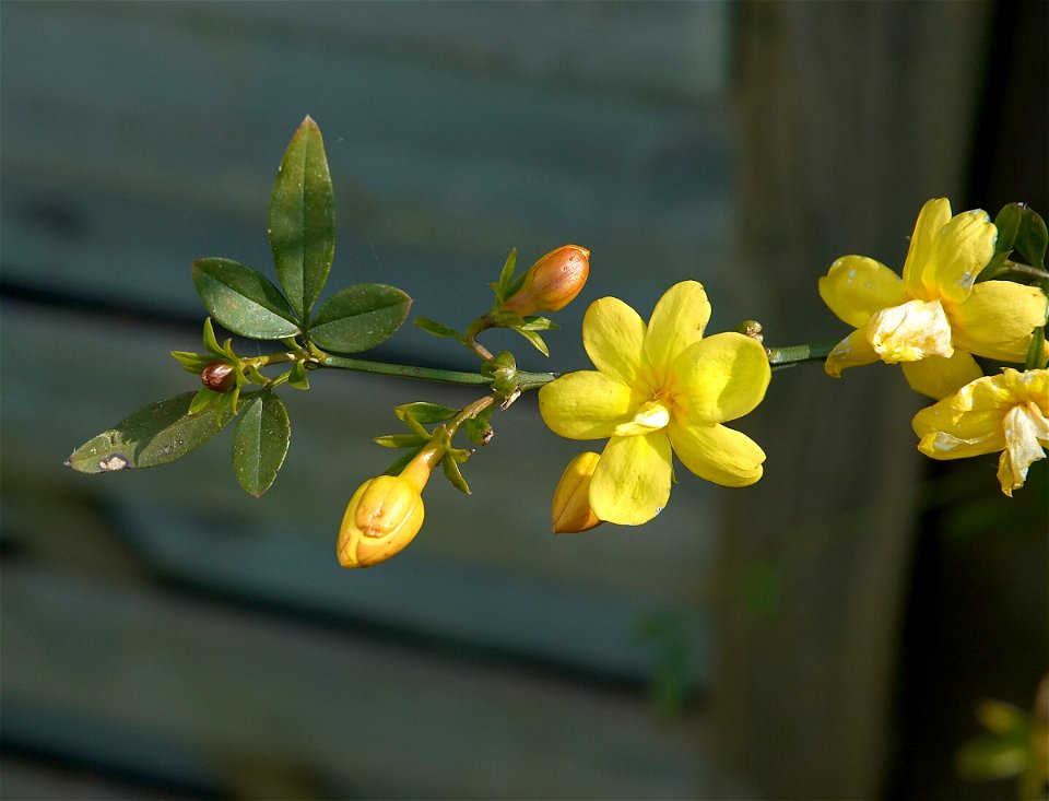 Primrose jasmine, Chinese jasmine