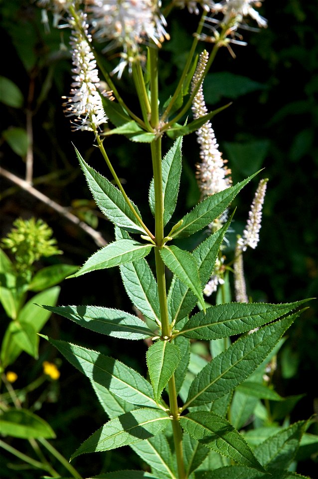 Veronicastrum virginicum 'Album'. The photo has been taken in Belgium.