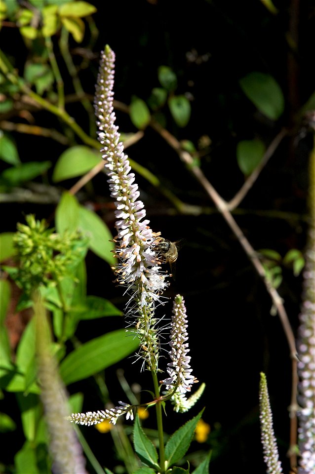 Veronicastrum virginicum 'Album'. The photo has been taken in Belgium.