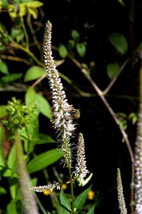 Veronicastrum virginicum 'Album'. The photo has been taken in Belgium.