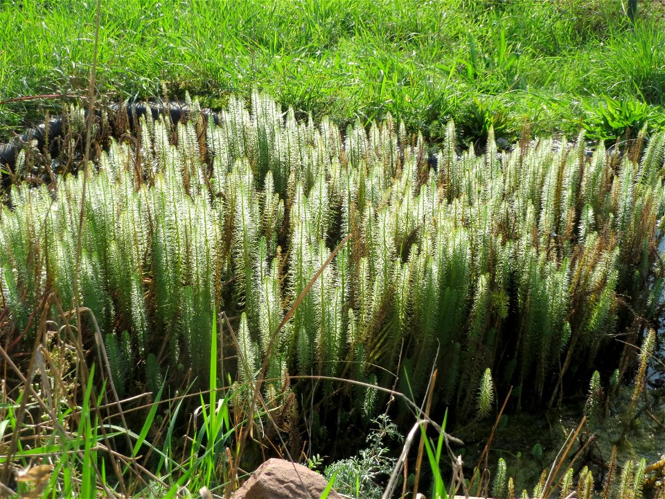 Tannenwedel (Hippuris vulgaris) bei Oftersheim