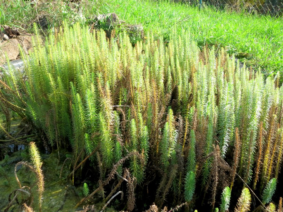 Tannenwedel (Hippuris vulgaris) bei Oftersheim