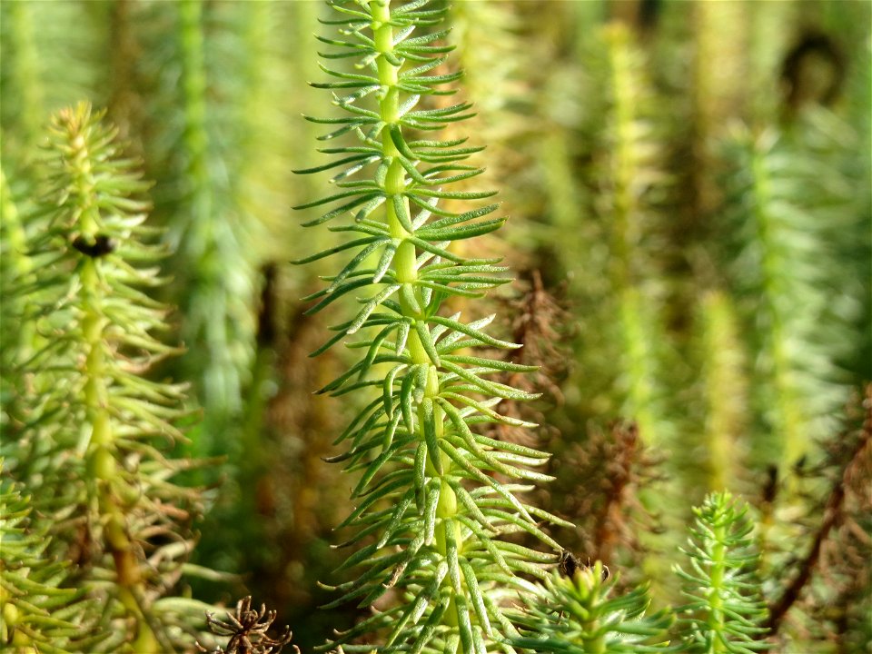 Tannenwedel (Hippuris vulgaris) bei Oftersheim