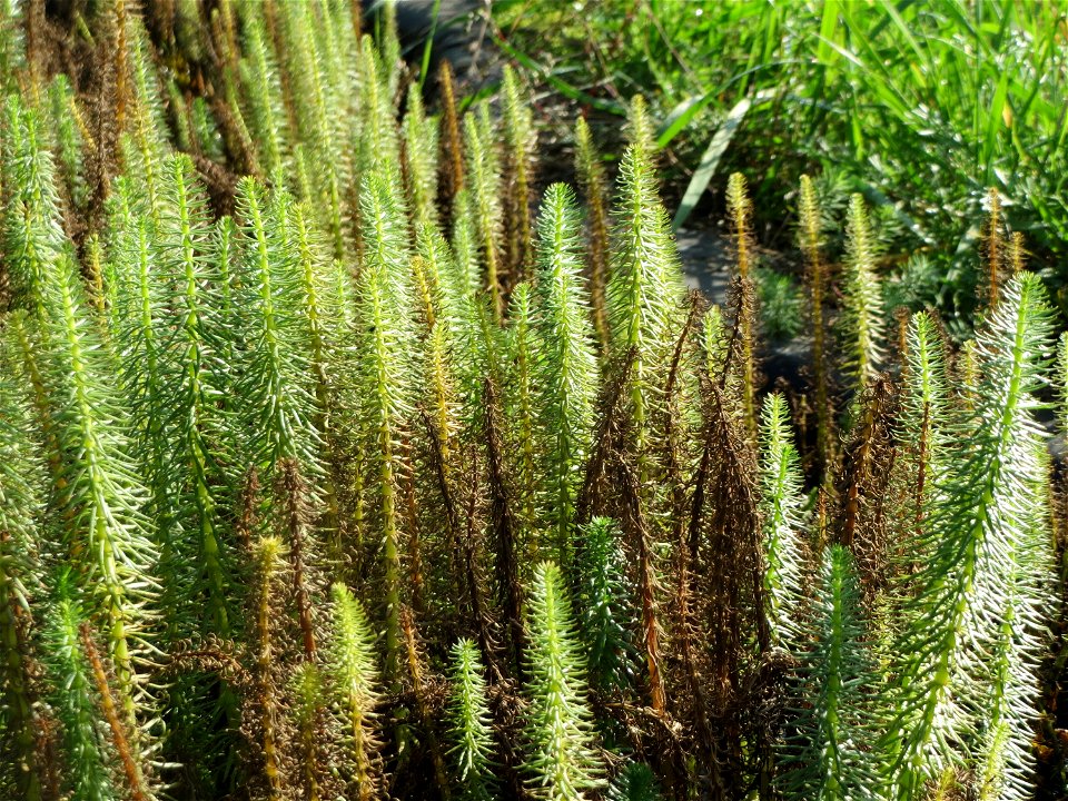 Tannenwedel (Hippuris vulgaris) bei Oftersheim