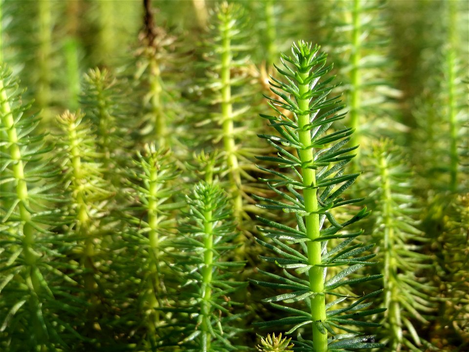 Tannenwedel (Hippuris vulgaris) bei Oftersheim