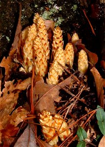 Conopholis americana, in beech/oak forest in Gadsden Co. FL USA