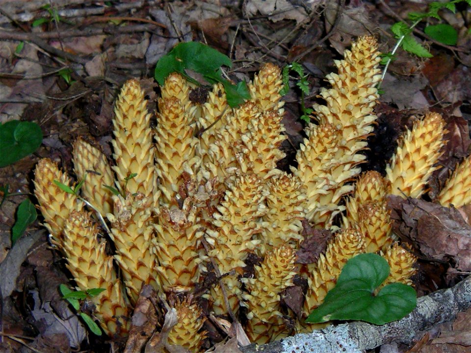 Conopholis americana, American cancer-root or squawroot is called "bear corn" because it resembles an ear of corn. It is also called "cancer-root" because it was reputed to have therapeutic properties
