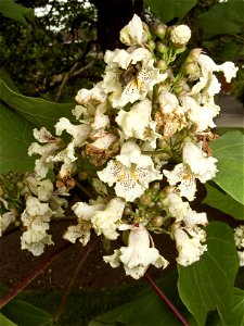Flowers of Catalpa ovata, growing at Birmingham Botanical Gardens & Glasshouses