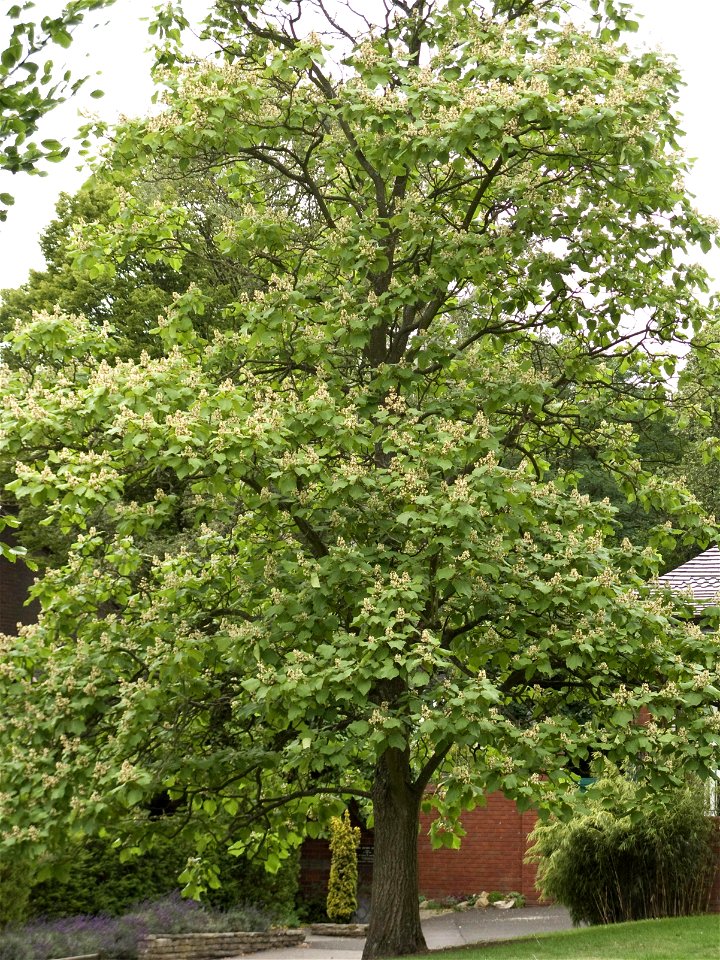 Catalpa ovata, growing at Birmingham Botanical Gardens & Glasshouses