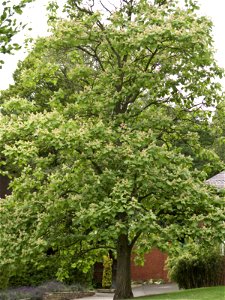 Catalpa ovata, growing at Birmingham Botanical Gardens & Glasshouses