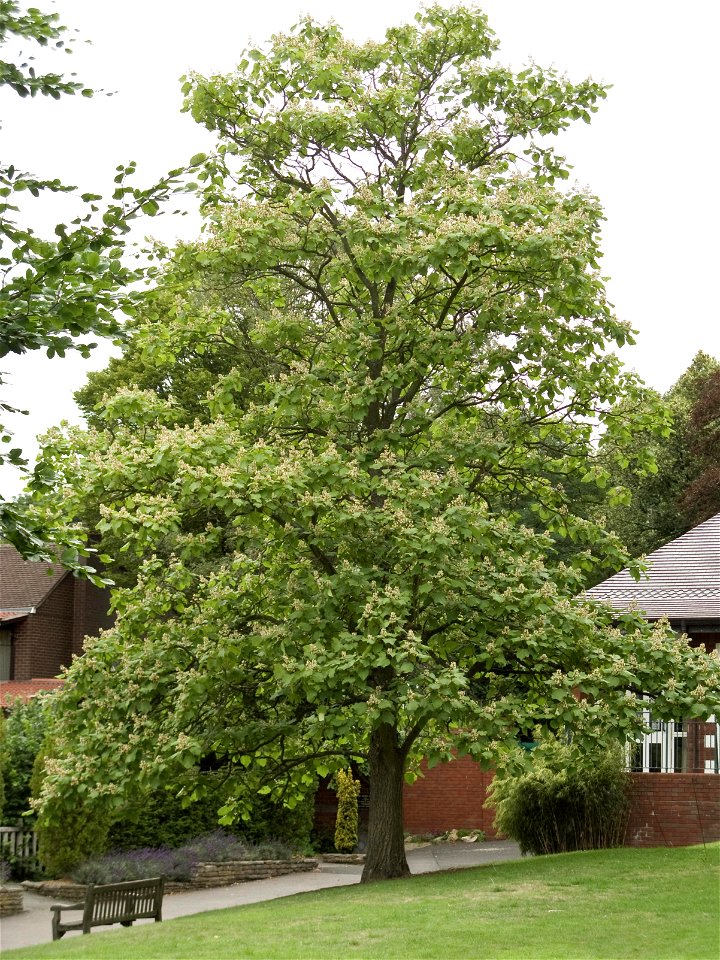 Catalpa ovata, growing at Birmingham Botanical Gardens & Glasshouses