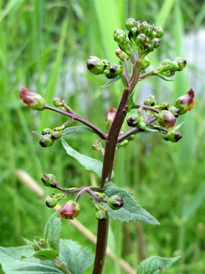 Knotige Braunwurz (Scrophularia nodosa) im Naturschutzgebiet Bachwiesen/Leopoldswiesen im Hockenheimer Rheinbogen