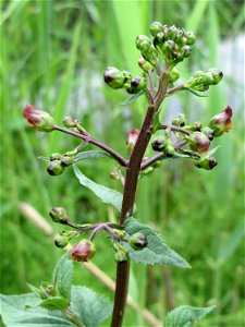 Knotige Braunwurz (Scrophularia nodosa) im Naturschutzgebiet Bachwiesen/Leopoldswiesen im Hockenheimer Rheinbogen