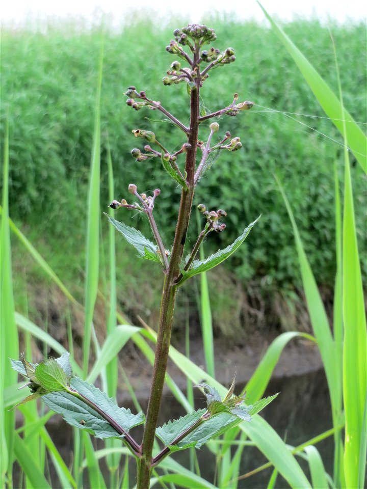 Knotige Braunwurz (Scrophularia nodosa) im Naturschutzgebiet Bachwiesen/Leopoldswiesen im Hockenheimer Rheinbogen