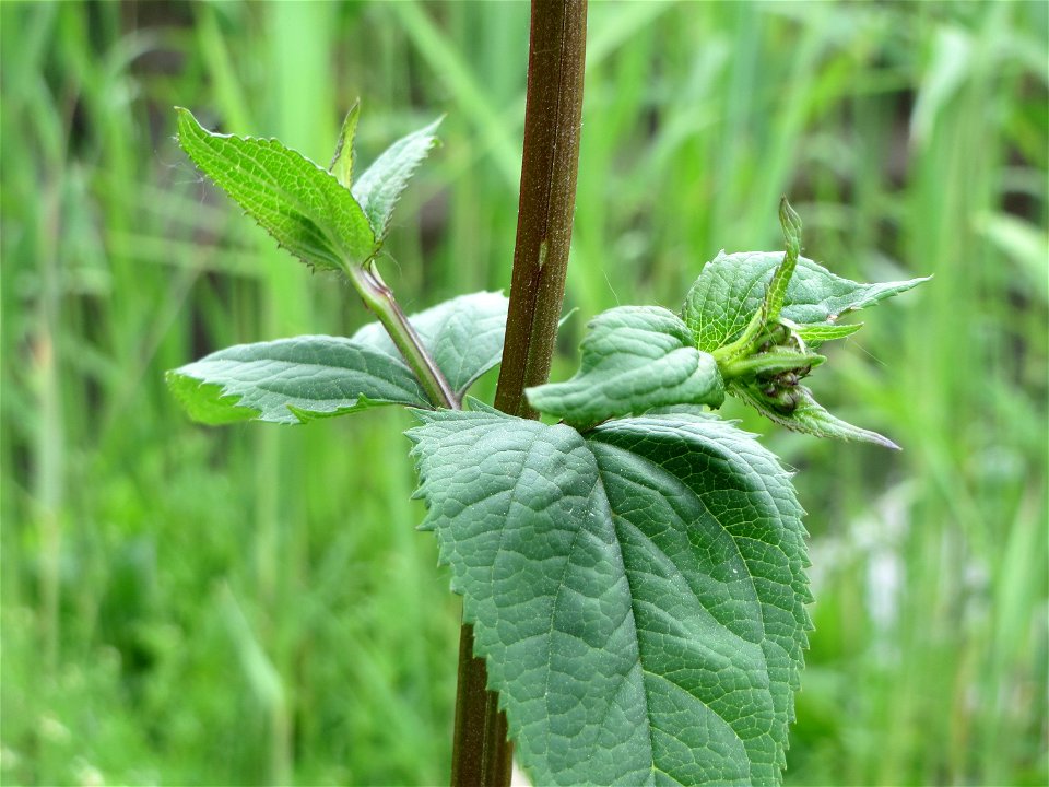 Knotige Braunwurz (Scrophularia nodosa) im Naturschutzgebiet Bachwiesen/Leopoldswiesen im Hockenheimer Rheinbogen