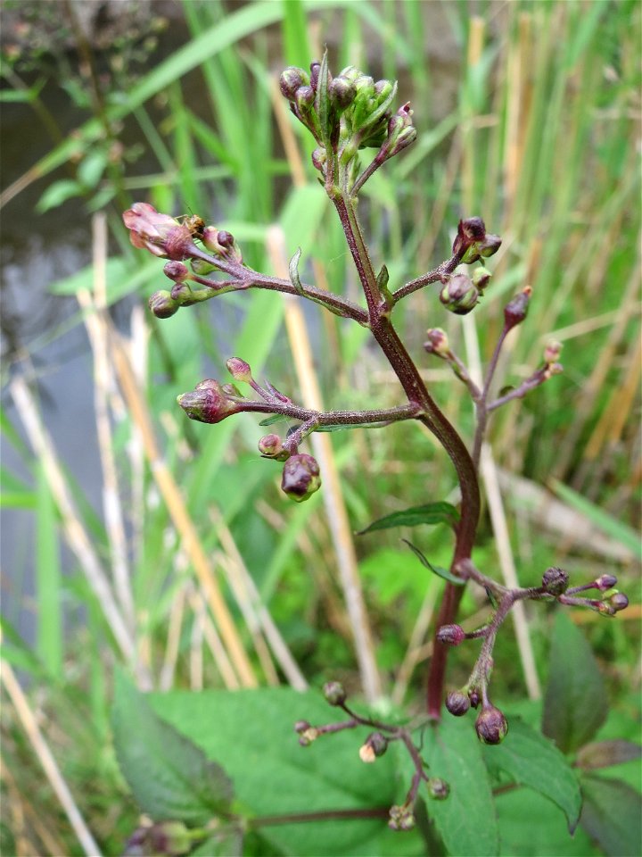 Knotige Braunwurz (Scrophularia nodosa) im Naturschutzgebiet Bachwiesen/Leopoldswiesen im Hockenheimer Rheinbogen