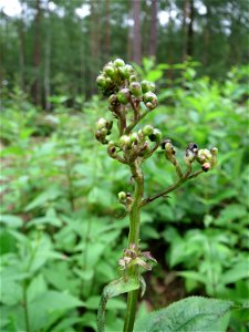 Knotige Braunwurz (Scrophularia nodosa) im Naturschutzgebiet Hirschacker und Dossenwald photo