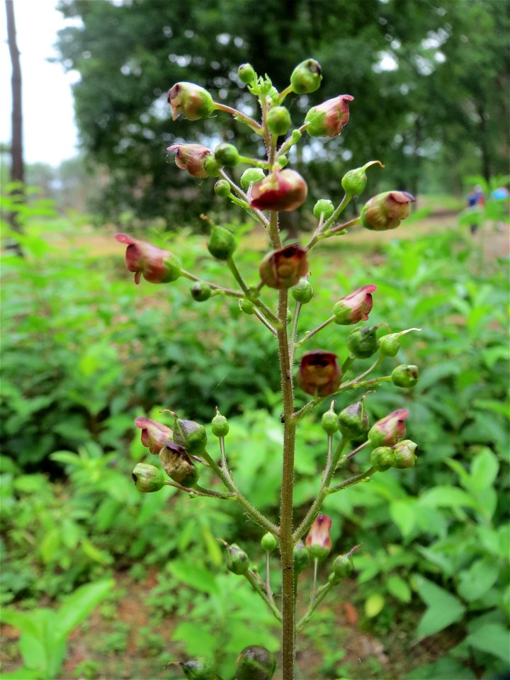 Knotige Braunwurz (Scrophularia nodosa) im Naturschutzgebiet Hirschacker und Dossenwald