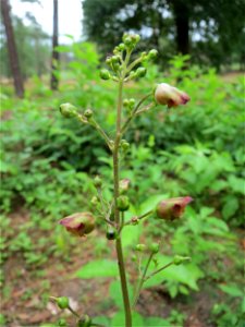 Knotige Braunwurz (Scrophularia nodosa) im Naturschutzgebiet Hirschacker und Dossenwald