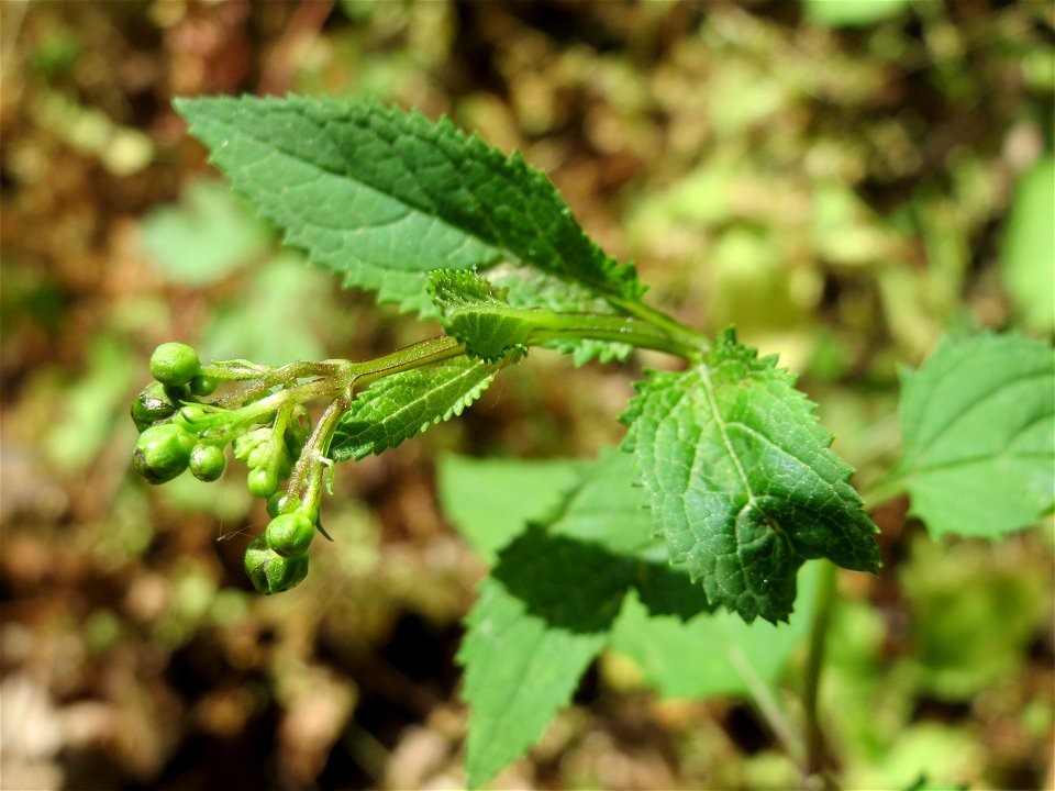 Knotige Braunwurz (Scrophularia nodosa) im Schwetzinger Hardt