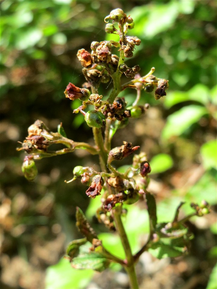 Knotige Braunwurz (Scrophularia nodosa) im Schwetzinger Hardt