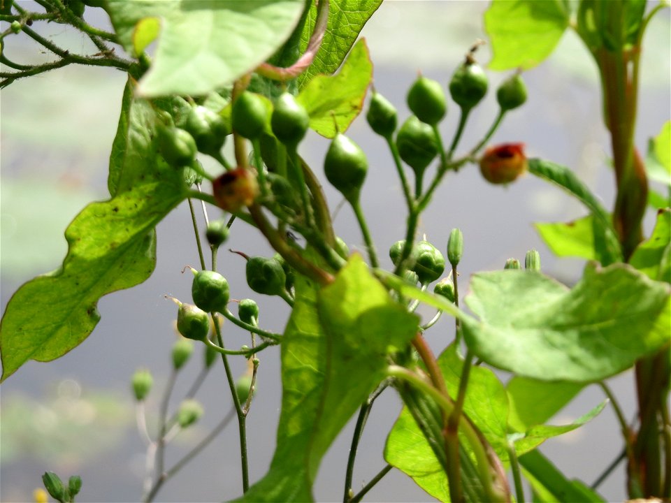 Knotige Braunwurz (Scrophularia nodosa) an der Saar in Saarbrücken