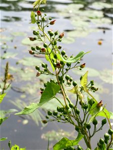 Knotige Braunwurz (Scrophularia nodosa) an der Saar in Saarbrücken