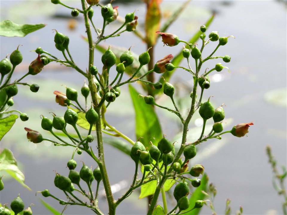 Knotige Braunwurz (Scrophularia nodosa) an der Saar in Saarbrücken