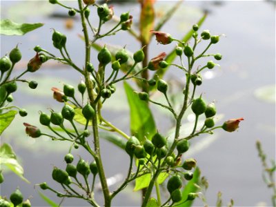 Knotige Braunwurz (Scrophularia nodosa) an der Saar in Saarbrücken