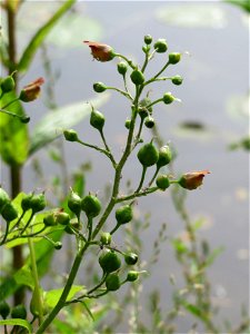 Knotige Braunwurz (Scrophularia nodosa) an der Saar in Saarbrücken
