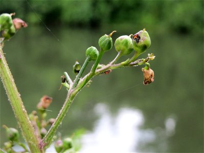 Knotige Braunwurz (Scrophularia nodosa) an der Saar in Saarbrücken