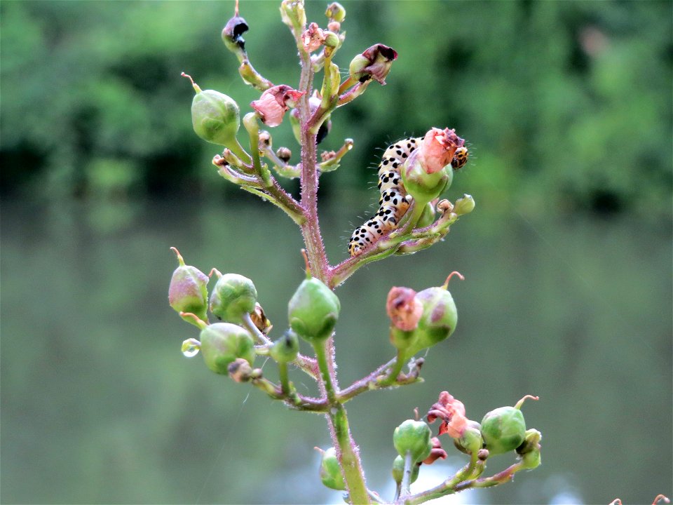 Knotige Braunwurz (Scrophularia nodosa) an der Saar in Saarbrücken