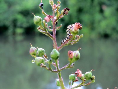 Knotige Braunwurz (Scrophularia nodosa) an der Saar in Saarbrücken