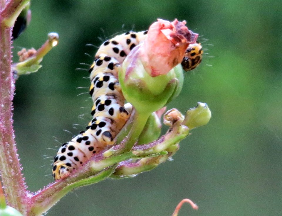 Knotige Braunwurz (Scrophularia nodosa) an der Saar in Saarbrücken