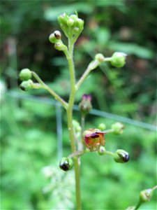 Knotige Braunwurz (Scrophularia nodosa) im Meerwald bei Bübingen