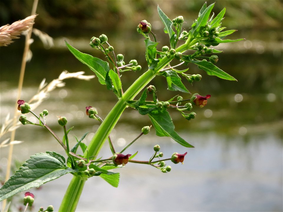 Scrophularia umbrosa am Kraichbach bei Hockenheim