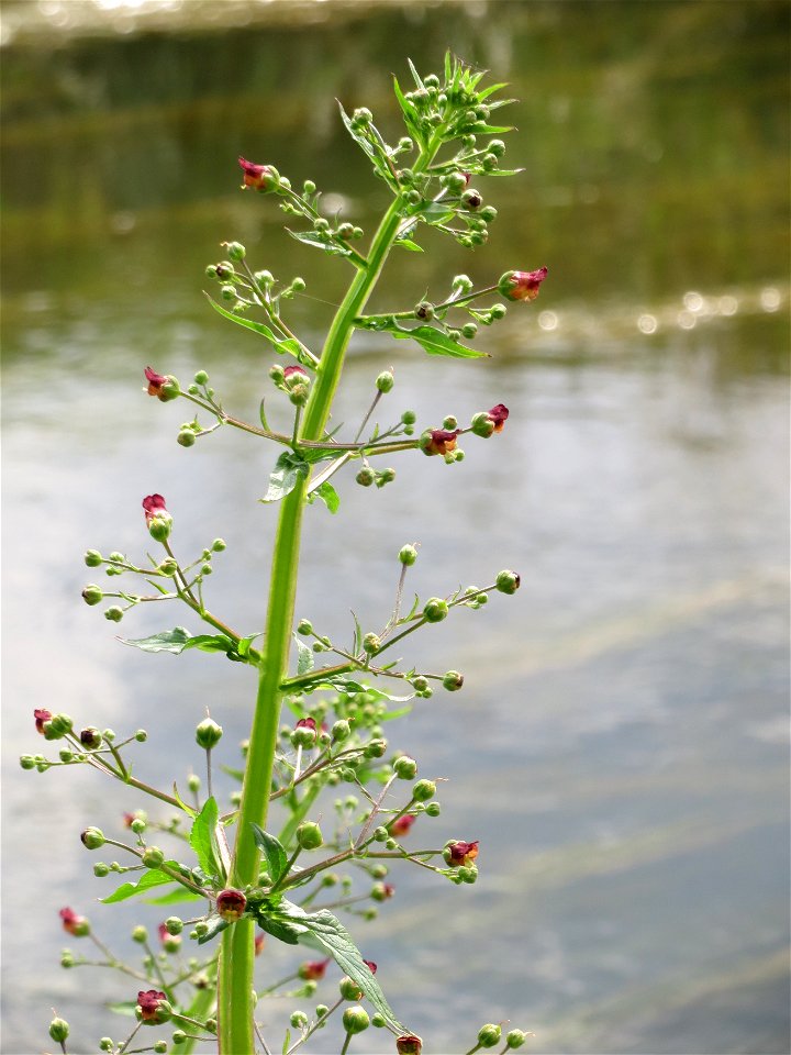 Scrophularia umbrosa am Kraichbach bei Hockenheim