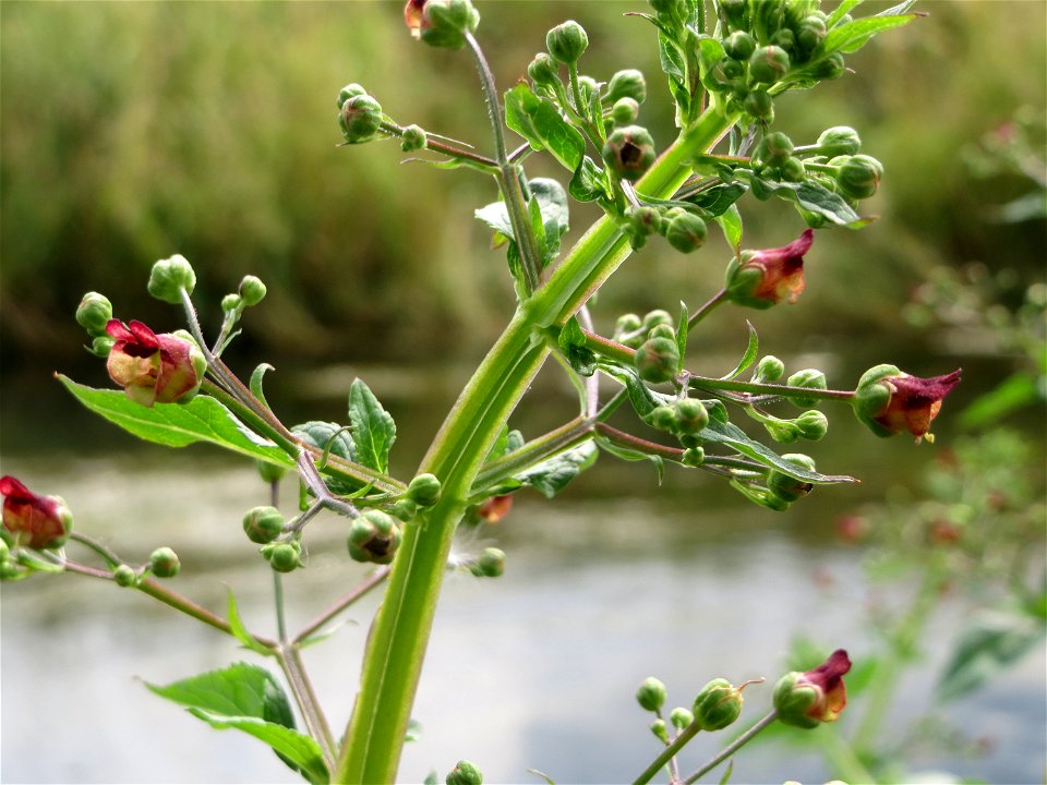 Scrophularia umbrosa am Kraichbach bei Hockenheim