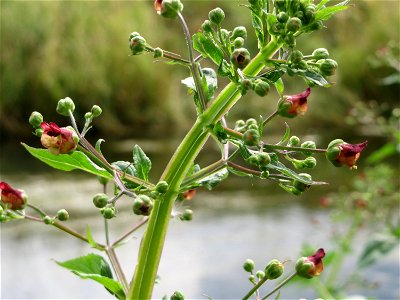 Scrophularia umbrosa am Kraichbach bei Hockenheim