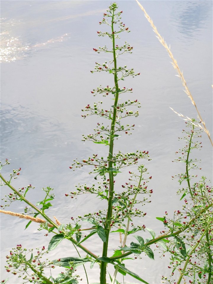Scrophularia alata am Kraichbach bei Hockenheim
