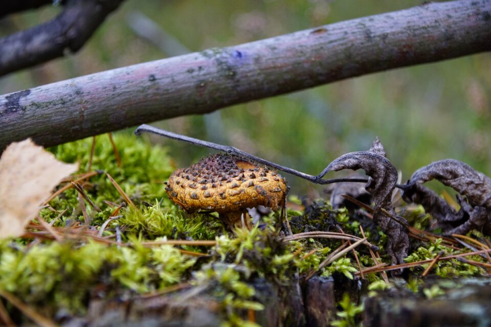 Figure in the fall edible