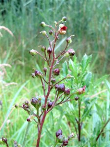 Knotige Braunwurz (Scrophularia nodosa) am Geißböckelgraben bei Philippsburg
